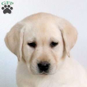 Venus, Yellow Labrador Retriever Puppy