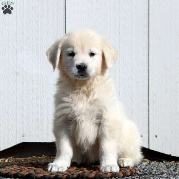 Veronica, English Cream Golden Retriever Puppy