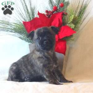 Veronica, Westie Mix Puppy