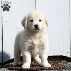 Veronica, English Cream Golden Retriever Puppy