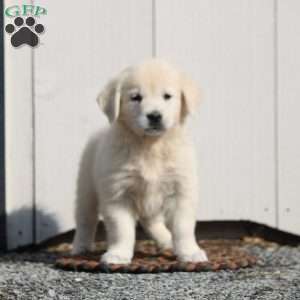 Veronica, English Cream Golden Retriever Puppy