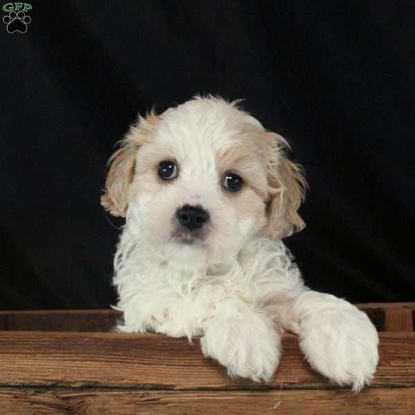 Vesper, Cavachon Puppy