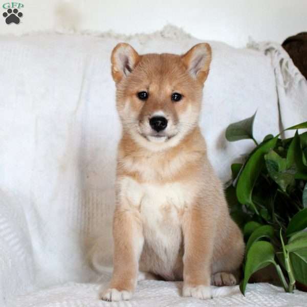 Vesper, Shiba Inu Puppy