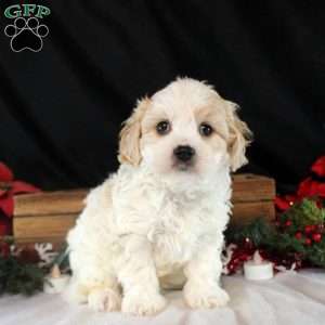 Vesper, Cavachon Puppy