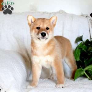 Vesper, Shiba Inu Puppy