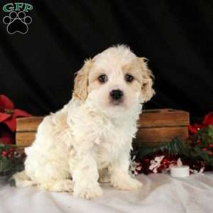 Vesper, Cavachon Puppy