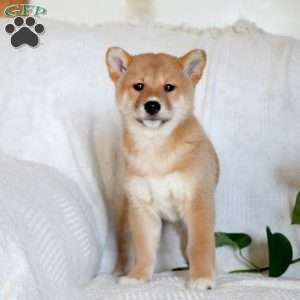 Vesper, Shiba Inu Puppy