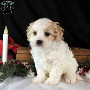 Vesper, Cavachon Puppy