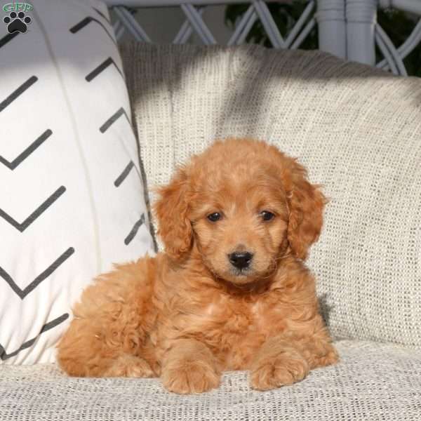 Vicky, Mini Goldendoodle Puppy