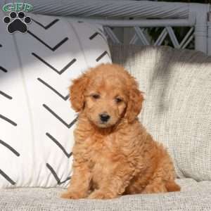 Vicky, Mini Goldendoodle Puppy