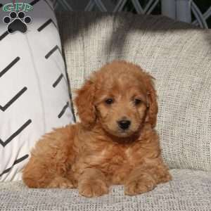 Vicky, Mini Goldendoodle Puppy