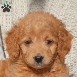 Vicky, Mini Goldendoodle Puppy