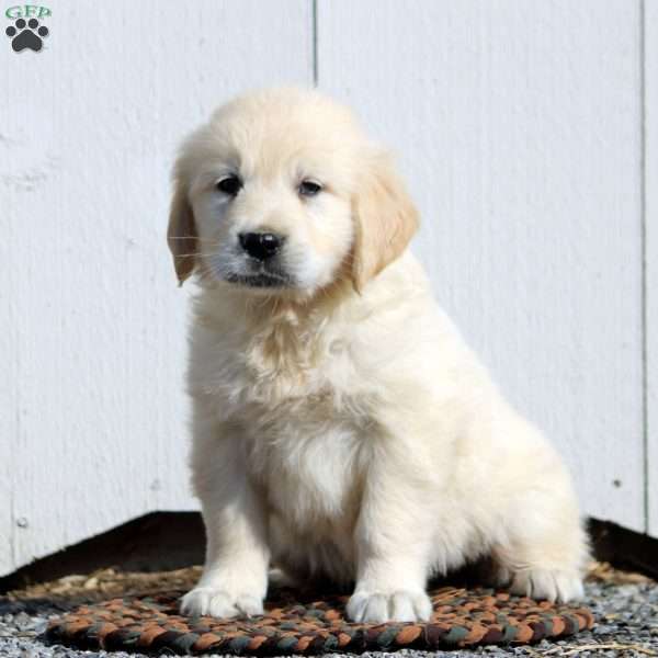 Victor, English Cream Golden Retriever Puppy