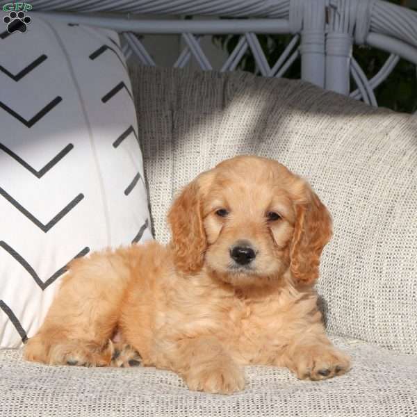 Victor, Mini Goldendoodle Puppy