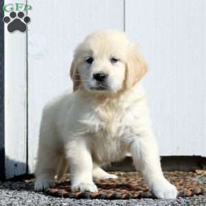 Victor, English Cream Golden Retriever Puppy