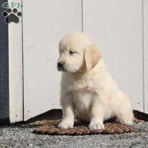 Victor, English Cream Golden Retriever Puppy