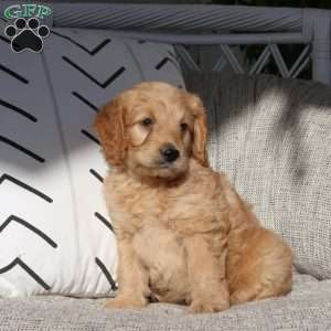 Victor, Mini Goldendoodle Puppy