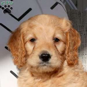 Victor, Mini Goldendoodle Puppy