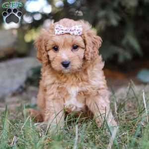 Victoria, Cavapoo Puppy