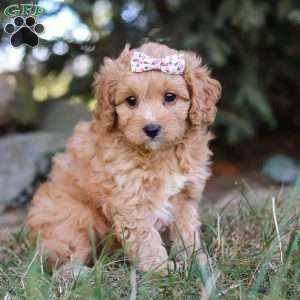 Victoria, Cavapoo Puppy