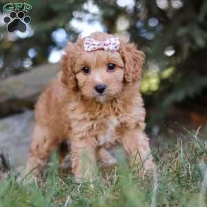 Victoria, Cavapoo Puppy