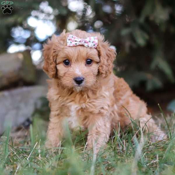 Victoria, Cavapoo Puppy