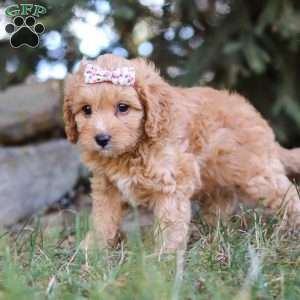 Victoria, Cavapoo Puppy