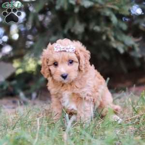 Victoria, Cavapoo Puppy