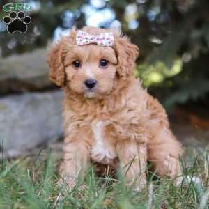 Victoria, Cavapoo Puppy