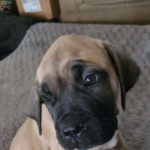 Mikey, English Mastiff Mix Puppy