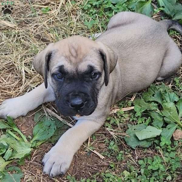 Miracle (Mira), English Mastiff Mix Puppy