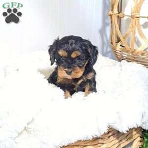 Mia, Cavapoo Puppy