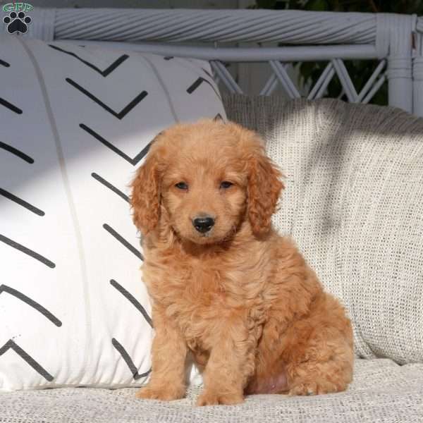 Vince, Mini Goldendoodle Puppy