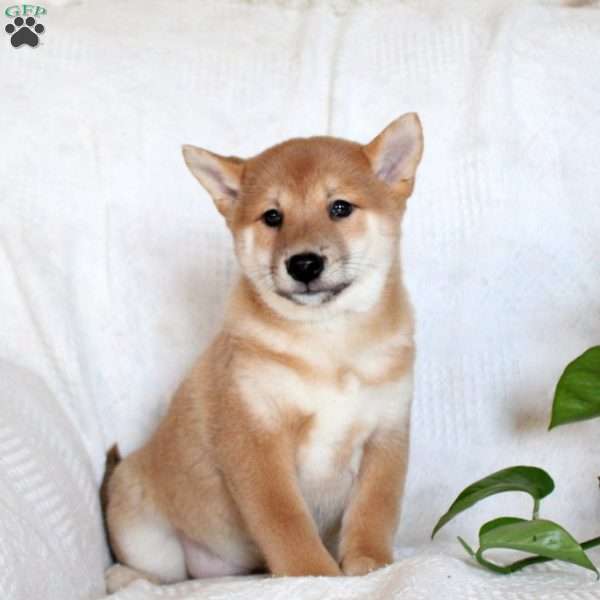 Vinny, Shiba Inu Puppy