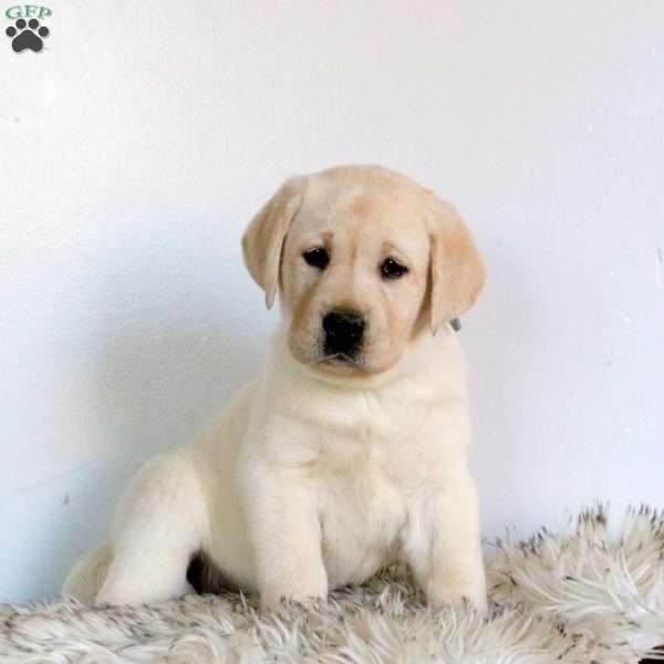 Violet, Yellow Labrador Retriever Puppy