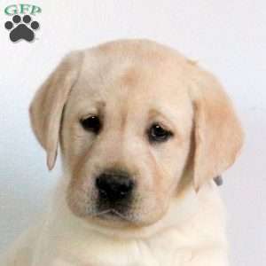 Violet, Yellow Labrador Retriever Puppy