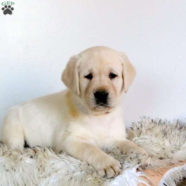 Viper, Yellow Labrador Retriever Puppy