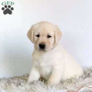 Viper, Yellow Labrador Retriever Puppy