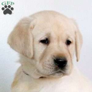 Viper, Yellow Labrador Retriever Puppy