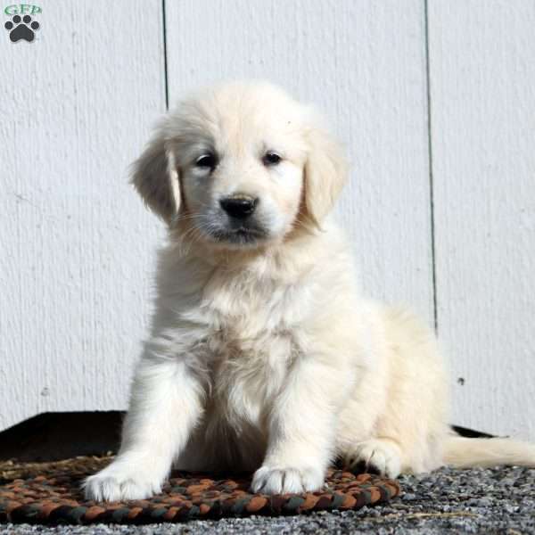 Virgil, English Cream Golden Retriever Puppy