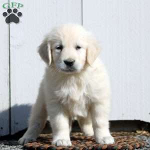 Virgil, English Cream Golden Retriever Puppy