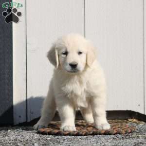 Virgil, English Cream Golden Retriever Puppy