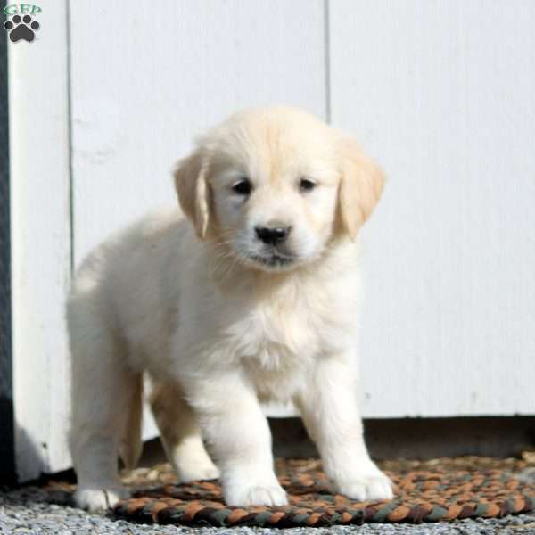 Virginia, English Cream Golden Retriever Puppy