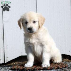 Virginia, English Cream Golden Retriever Puppy