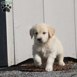 Virginia, English Cream Golden Retriever Puppy