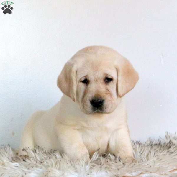 Vivi, Yellow Labrador Retriever Puppy