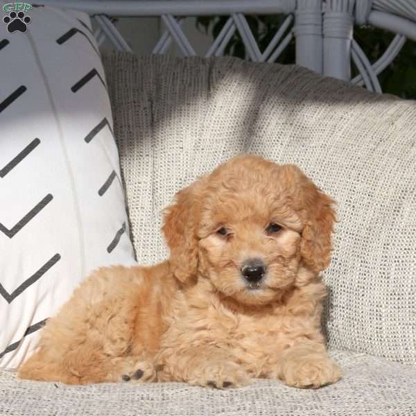 Vivi, Mini Goldendoodle Puppy