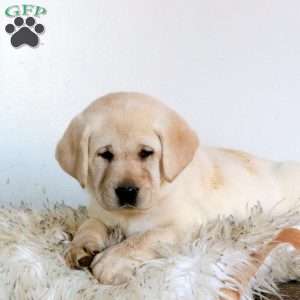 Vivi, Yellow Labrador Retriever Puppy