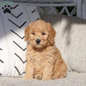 Vivi, Mini Goldendoodle Puppy