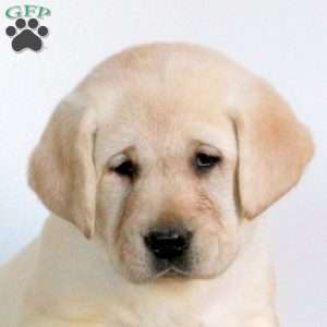 Vivi, Yellow Labrador Retriever Puppy